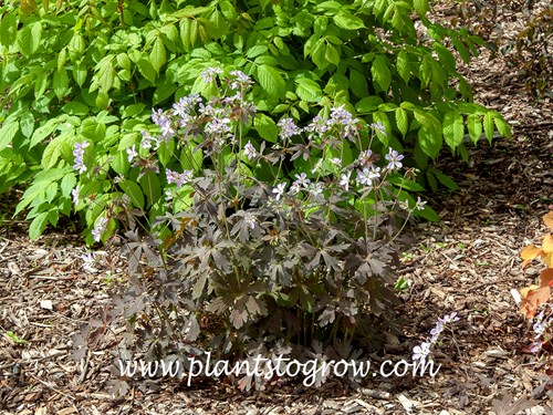 Geranium Espresso (Geranium maculatum)
blooming mid May